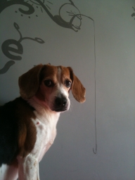 carloshsu