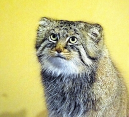 nekoda