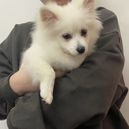 yan_li